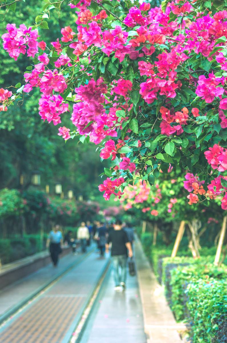 深圳，深圳.jpg